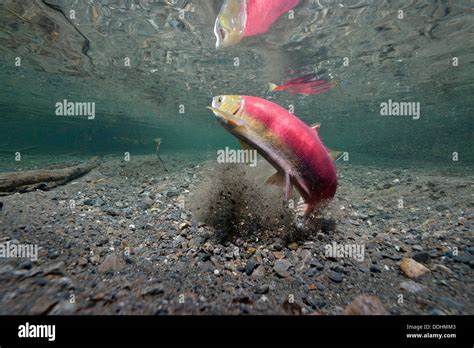 Sockeye Salmon Redeye Salmon Or Blueback Salmon Oncorhynchus Nerka