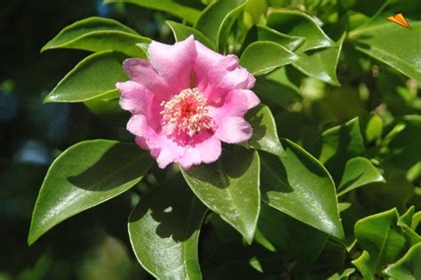 Conoce La Nueva Flor Nacional De Rd Rosa De Bayahíbe Villaconmundial