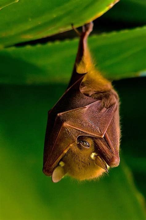 The Giant Golden Crowned Flying Fox Acerodon Jubatus Also Known As