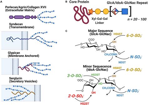 Frontiers The Sulfation Code Of Tauopathies Heparan Sulfate