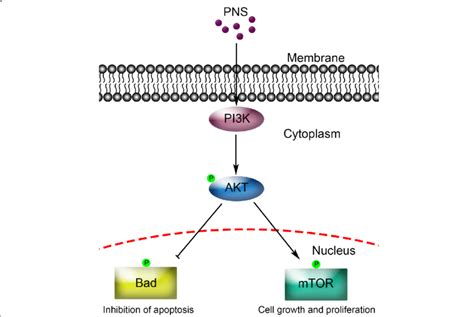 A Schematic Model Of Upregulated Pi K Akt Mtor Cell Proliferation