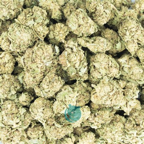 Kashmir Kush A Hybrid West Coast Releaf Online Dispensary In Canada