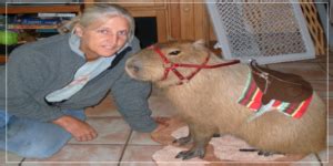 How Can Capybaras Be Helpful to Humans? [Answered] - Capybara Tips