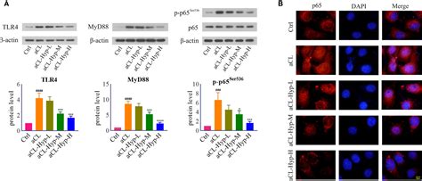 Frontiers Hyperoside Protects Human Umbilical Vein Endothelial Cells