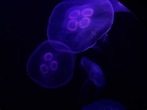 Purple Jellyfish wallpaper | 1024x768 | #3794