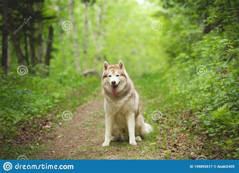 Retrato Del Husky Siberiano Precioso Y Hermoso De La Raza Del Perro Que