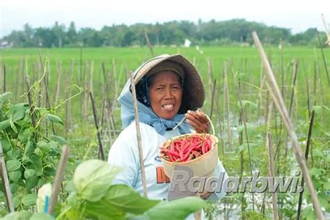 Tanaman Cabai Diserang Karat Daun Radar Banyuwangi