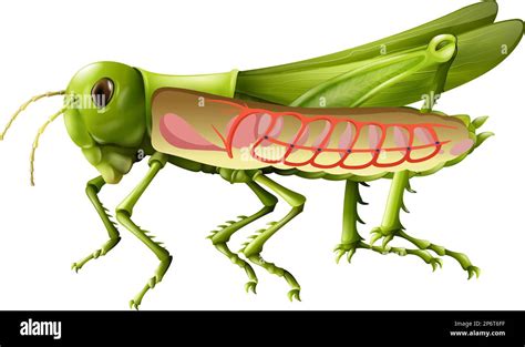 The Anatomy Of Grasshopper On White Background Illustration Stock