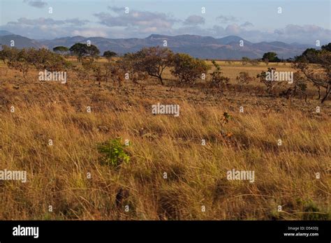 Savanna Grasslands With Kanuku Mountains Rupununi November Guyana