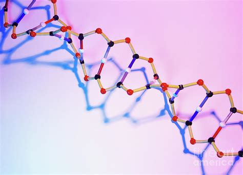 Dna Model Photograph By Cordelia Molloyscience Photo Library