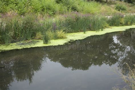 Water Pollution in a Urban River Stock Image - Image of chisinau, marsh ...