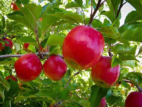 Pink Lady Apple Trees For Sale Online | The Tree Center