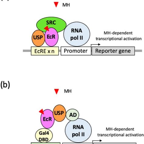 Rga For Ecr Usp A Schematic Summary Of Rga For Ecr Usp Rga Using A Download Scientific