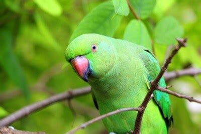 Small Green Parrot Species