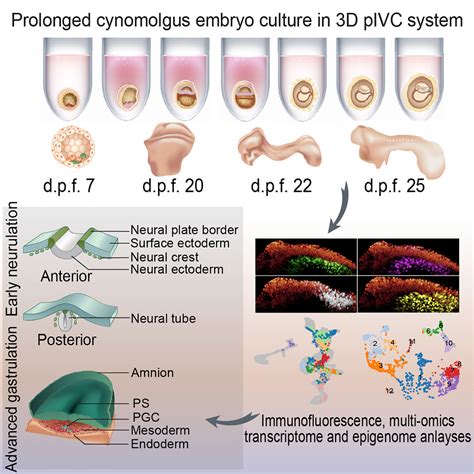 Neurulation Of The Cynomolgus Monkey Embryo Achieved From 3D Blastocyst