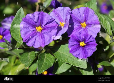 Blue Potato Bush A K A Paraguay Nightshade Royal Robe Potato Bush