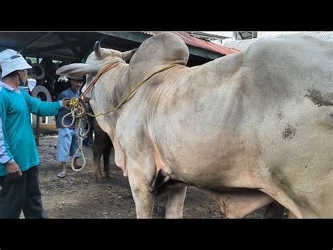 Po Juta Nego Calon Qurban Harga Miring Pasar Tuban Terbaru