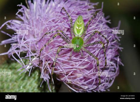 Green Lynx Spider Peucetia Viridans Female Lurking On Thistle