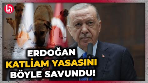 Erdoğan dan sokak hayvanları yasasına karşı çıkanlara sert tepki