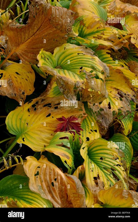 Slug Damaged Hosta Leaves Hi Res Stock Photography And Images Alamy