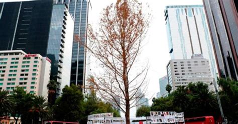 Aplican Tratamiento Al Ahuehuete De Reforma