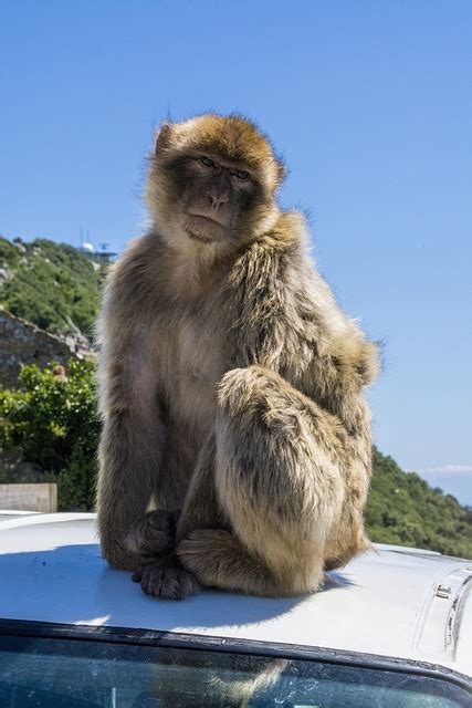 Macaco Gibraltar Animal Foto Gratuita No Pixabay Pixabay