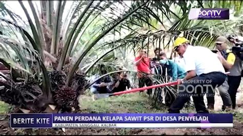 Panen Perdana Kelapa Sawit Psr Di Desa Penyeladi Youtube