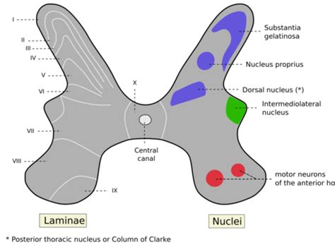 Neuro 4 Spinal Cord Flashcards Quizlet