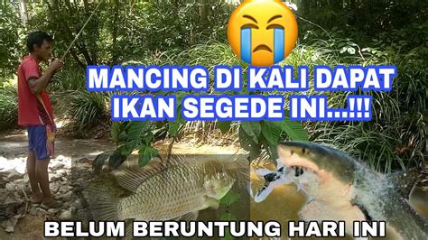 Mancing Ikan Di Sungaikalidapat Ikan Segede Ini Mancingmania