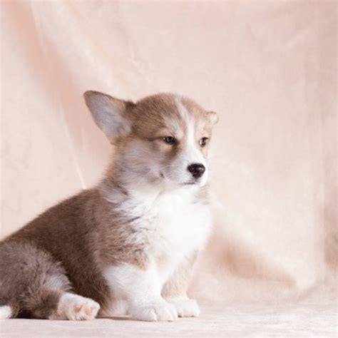 How Much Is A Teacup Corgi