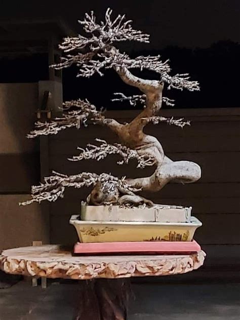 Pin Oleh Kevin Maxwell Di Bonsai Pohon Bonsai Bonsai Pohon