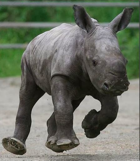 Baby Black Rhino Rescued from Lions – APTA