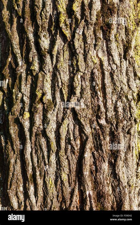 Old linden tree bark texture background Stock Photo - Alamy