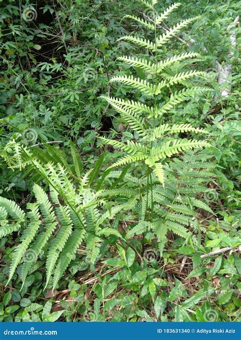 Paku Pakis In English / Green Fern Polypodiopsida Paku Pakis ...