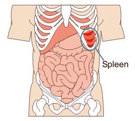 Spleen Pain - Location, Symptoms, Causes, Treatment - HubPages