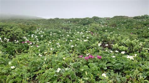 お花畑の東焼石岳 ジンさんの焼石岳・兎森山・鷲ヶ森山の活動データ Yamap ヤマップ