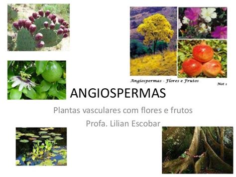 Angiospermas