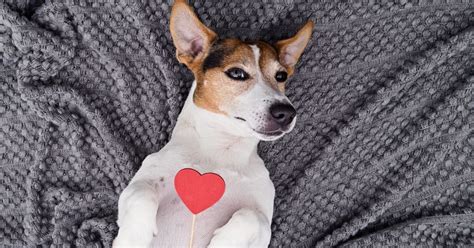 Por Que Cachorro Come Grama Descubra Os Motivos