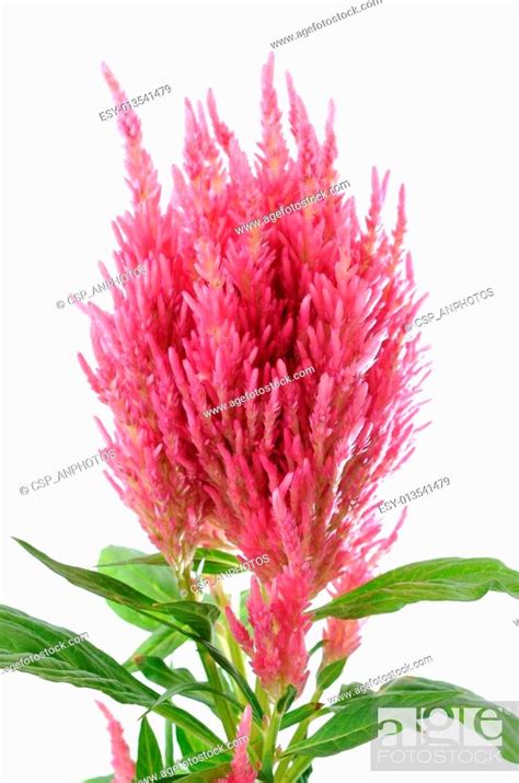 Pink Celosia Argentea Stock Photo Picture And Low Budget Royalty Free