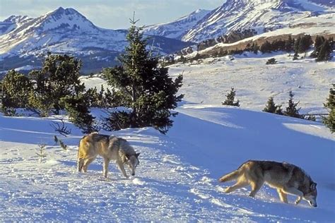 Two Gray Wolves Canis Lupus In Snow Near Glacier National