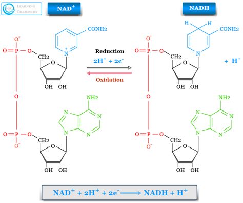 Nad Structure