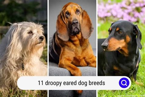 11 Droopy Eared Dog Breeds (With Photos) - Oodle Life