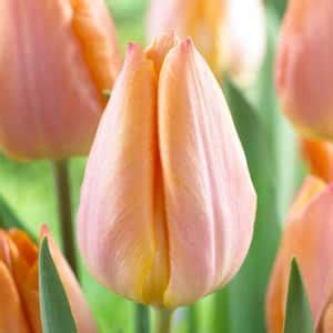 Garden State Bulb 12 Plus Cm Peach Tulip Single Early Salmon Prince