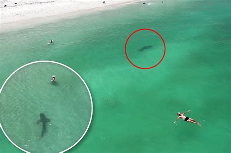 Drone Footage Captures Swimmers Near Miss With 7 Foot Shark