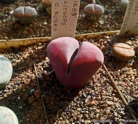 Lithops Optica Var Rubra Lithops Cactus Succulents