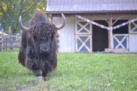 Yak Farming in New Jersey is a Dream for This Farming Couple | Farming ...