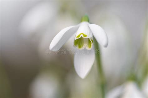 Snowdrops Galanthus Nivalis Stock Photo Image Of Season Focus 181831164