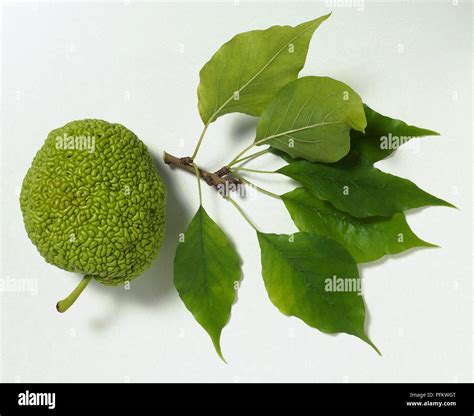 Tree Stem With Leaves From Maclura Pomifera Osage Orange Stock Photo