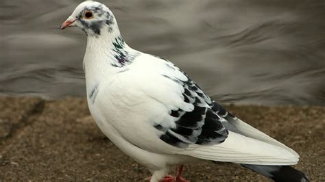 White Pigeon Pharmacy