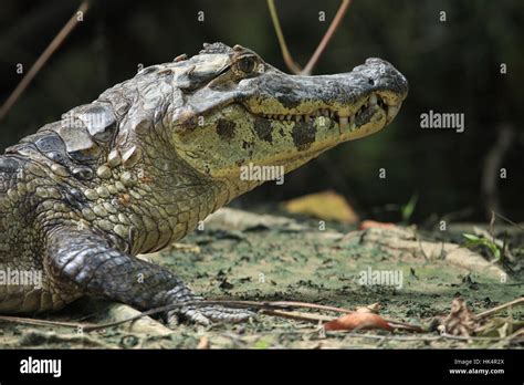 reptile, teeth, crocodile, reptiles, alligator, muzzle, danger, reptile ...